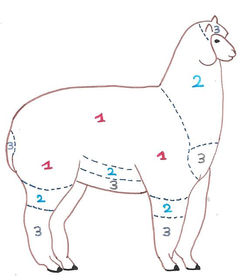 Tonte et conservation des toisons