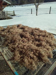 Concours toison : conseils et préparation !