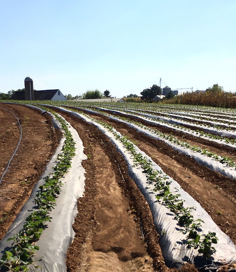 Farm with crops in rows