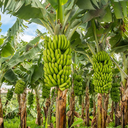 The History of Bananas: Naw, Naw, Not Bananas