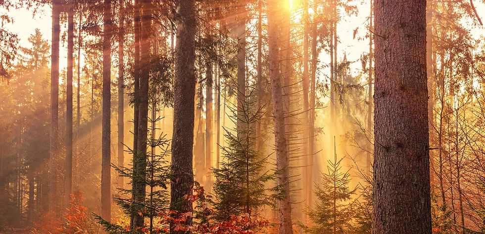 HINTER grund wald_edited.jpg
