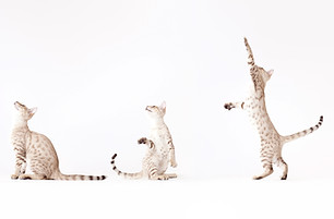 Cat behaviour vancouver cat training animal communication