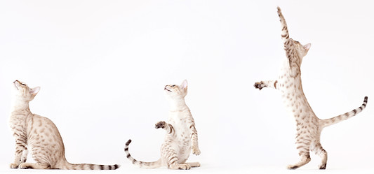 Three Cats Playing lifestages new kitten baby cat care