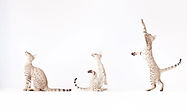 Three Cats Playing