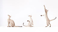 Three Cats Playing