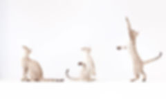 Three Cats Playing