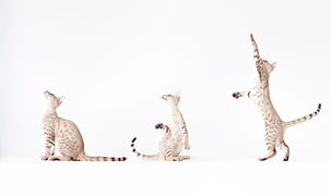 Drie Katten die
