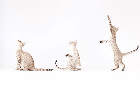 Drei Katzen spielen
