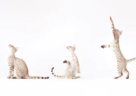 ヤトノペット 横浜青葉区 しつけ教室 トリミング ペットホテル 送迎