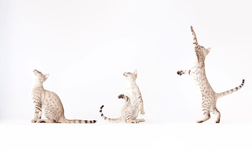 Three Cats Playing