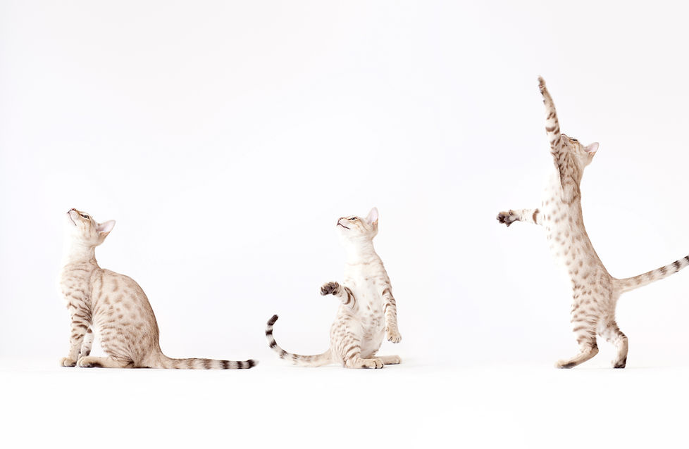 Trois chats Lecture