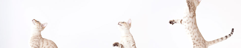 Three Cats Playing