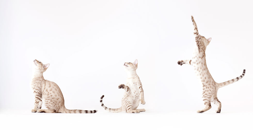 Tres Gatos que juegan