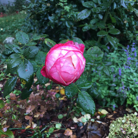 IMG_3677.jpeg