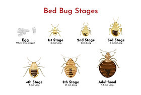 PP_BedBugStages_v01.jpeg