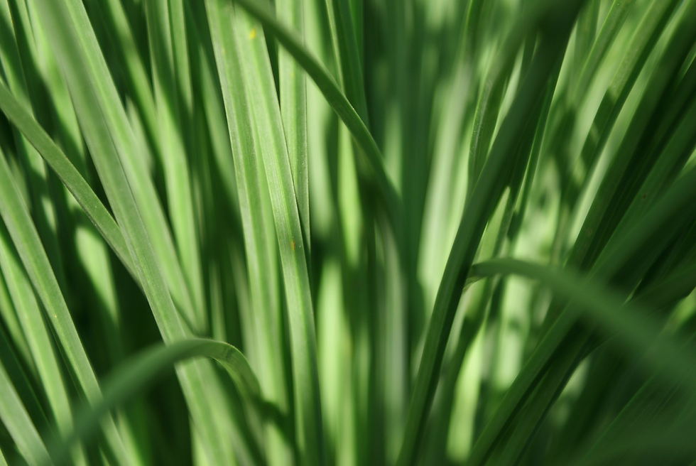 crystalweed-cannabis-RFLM54gLNnU-unsplash