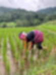 IMG_3703.jpeg