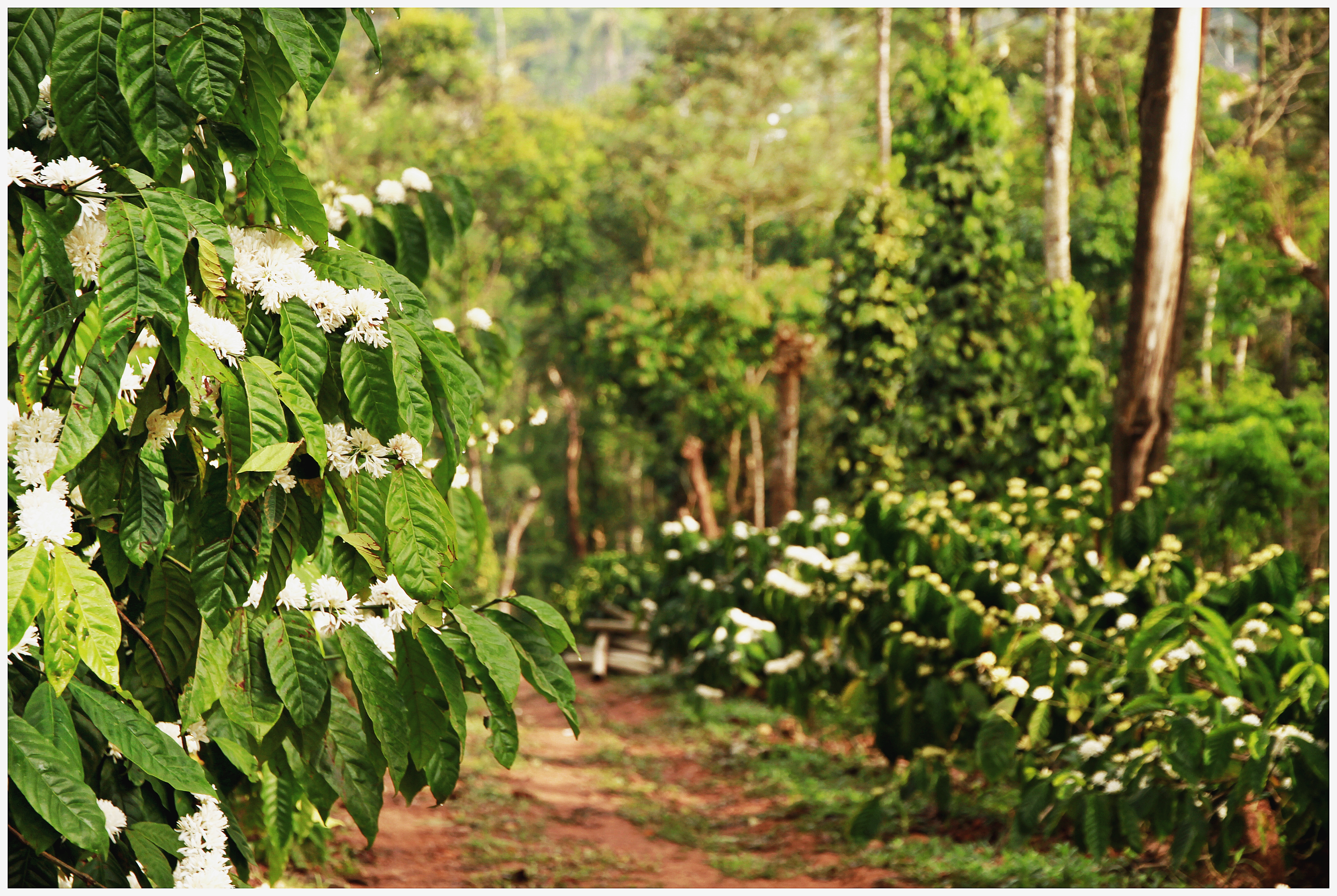 Coffee Blossom