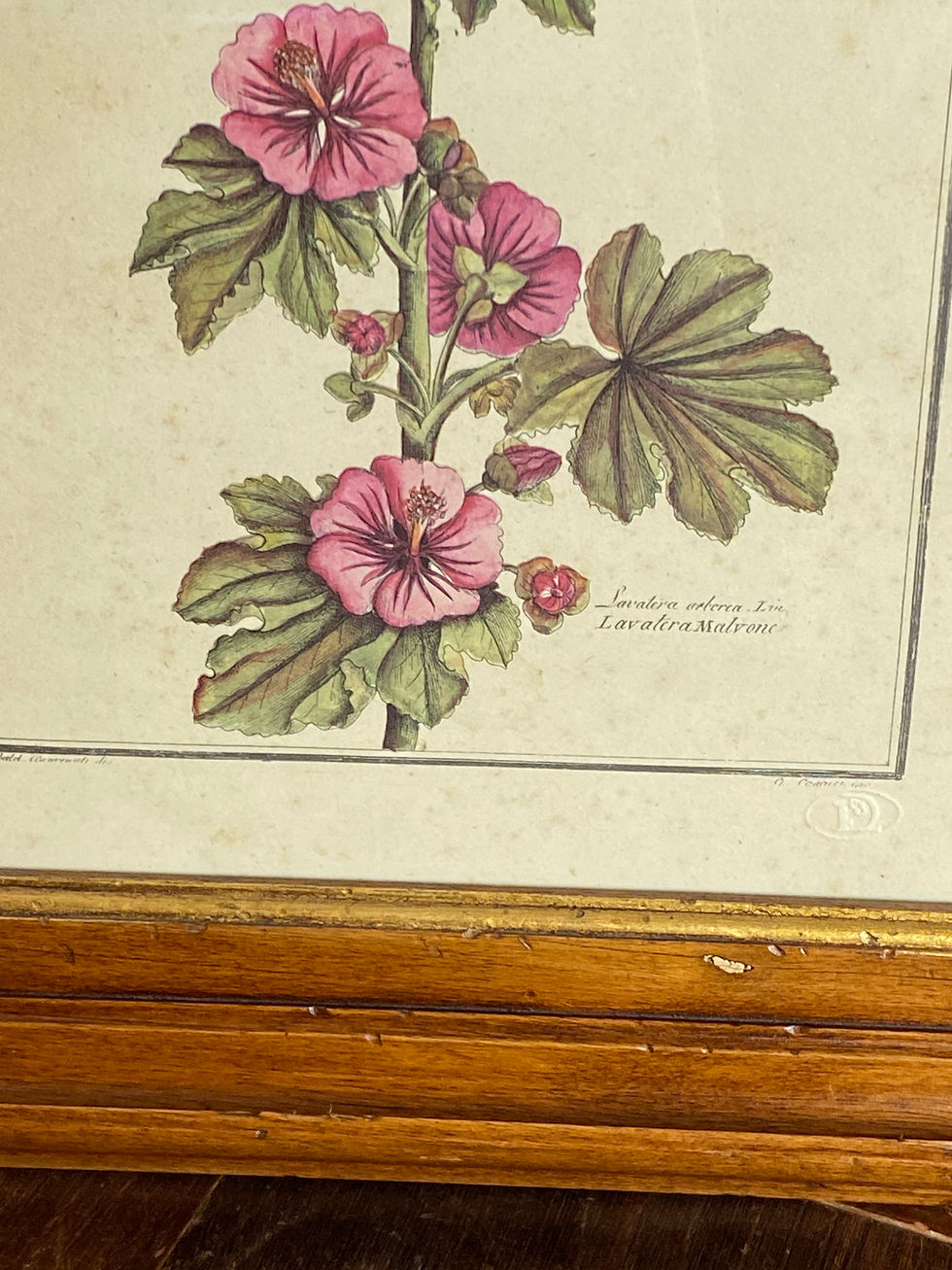 Miniature : Gravure botanique 