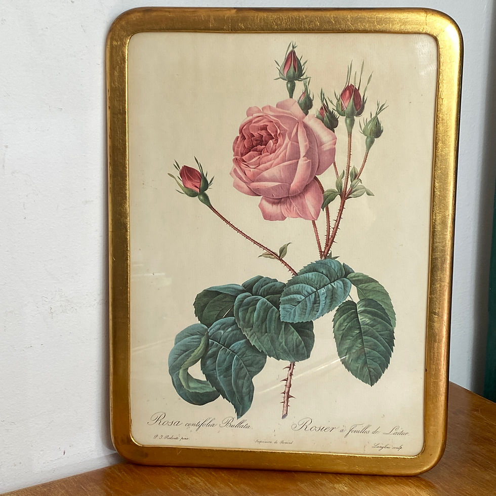 Vue de face bois vintage affiche botanique imprimerie de Remond P.J Redouté