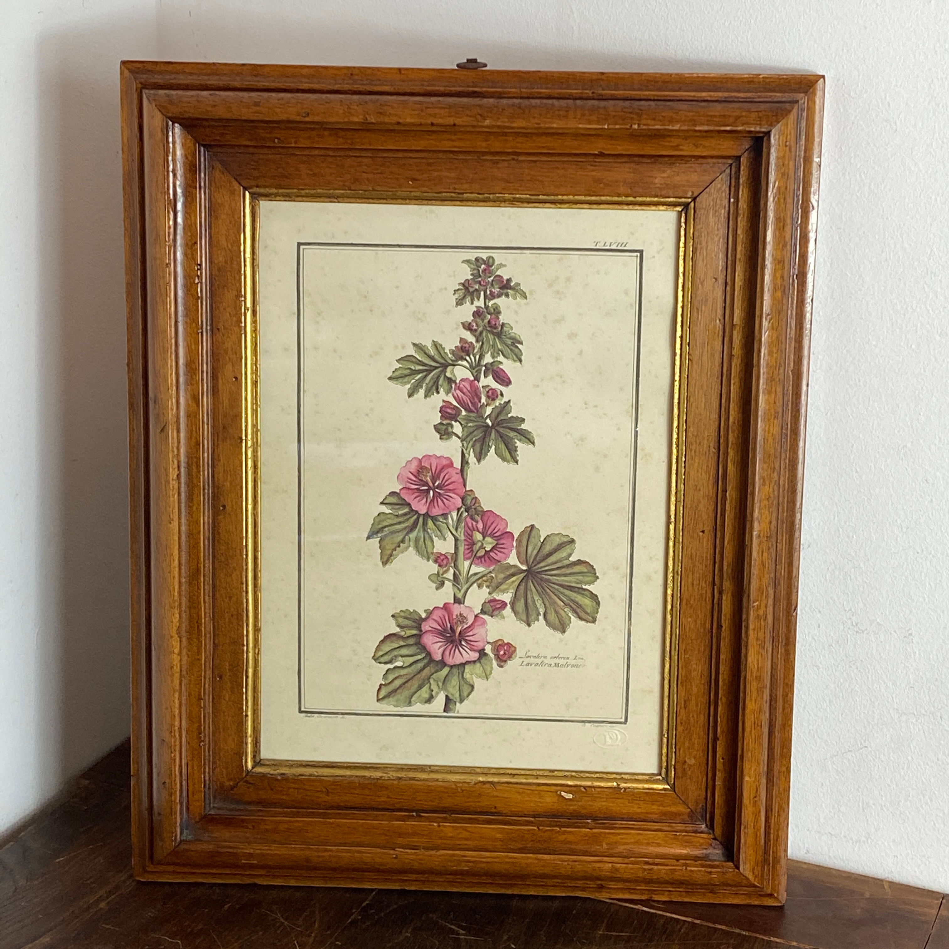 Gravure botanique