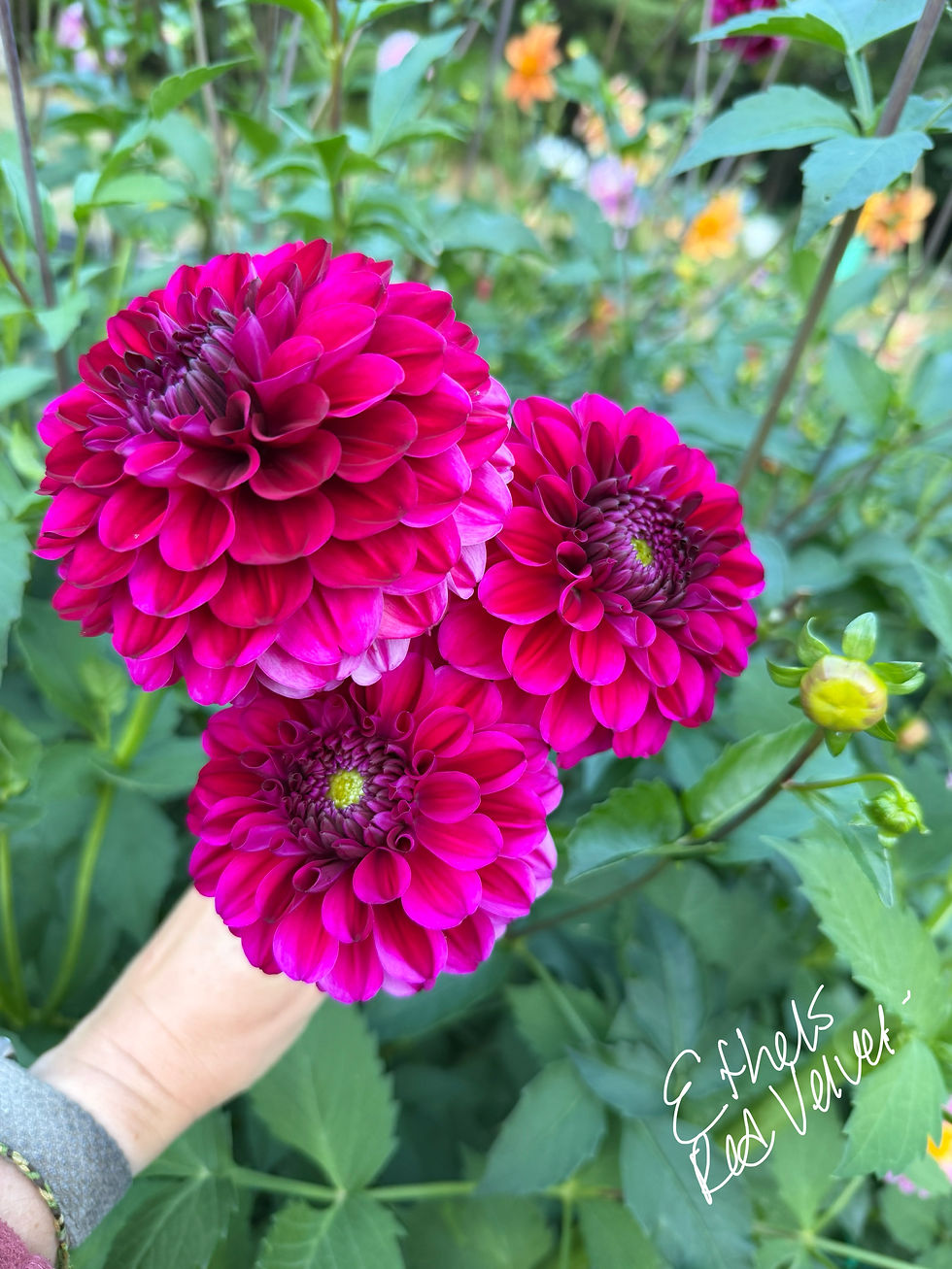 Thumbnail: Ethel's Red Velvet