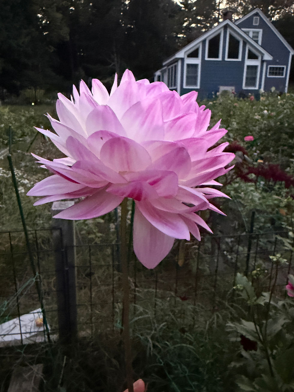 Thumbnail: Ethel's Sweet Lavender 