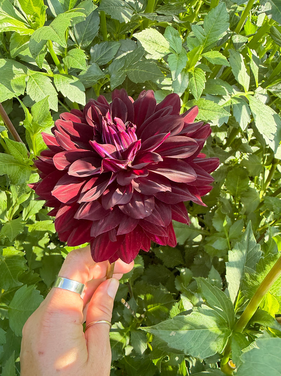 Thumbnail: Hollyhill black beauty 