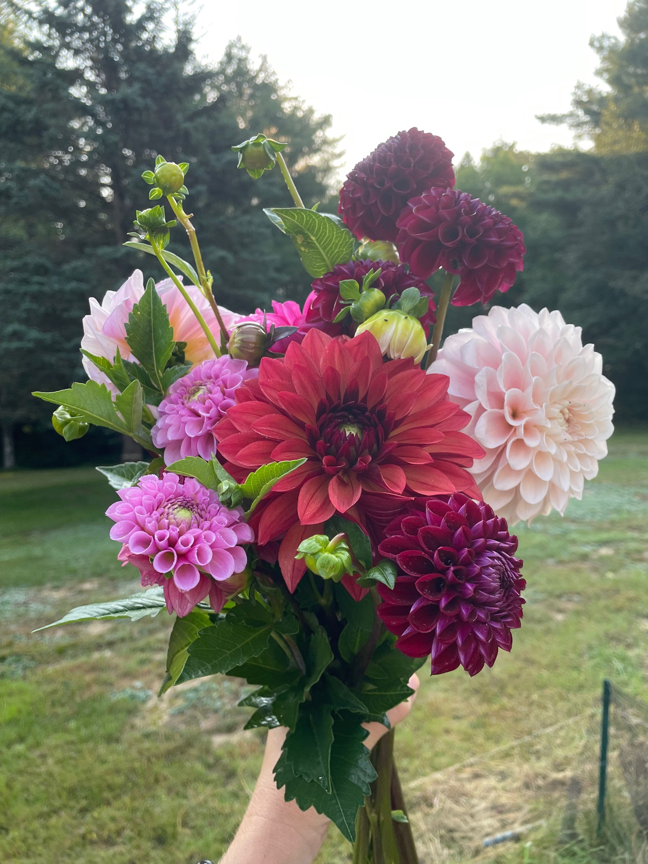 Dahlia CSA late summer 2026