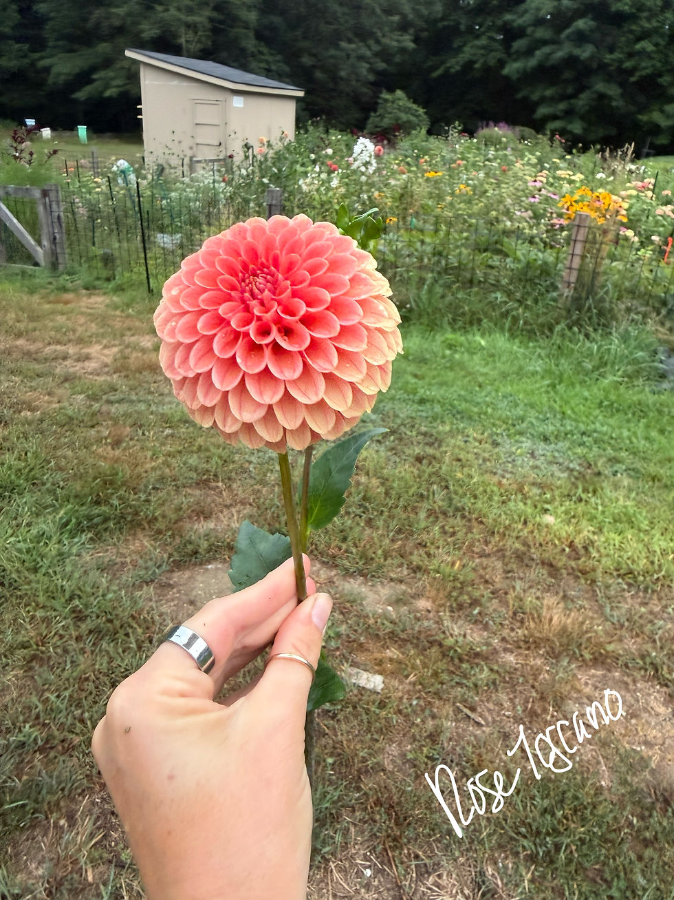 Thumbnail: Rose Toscano