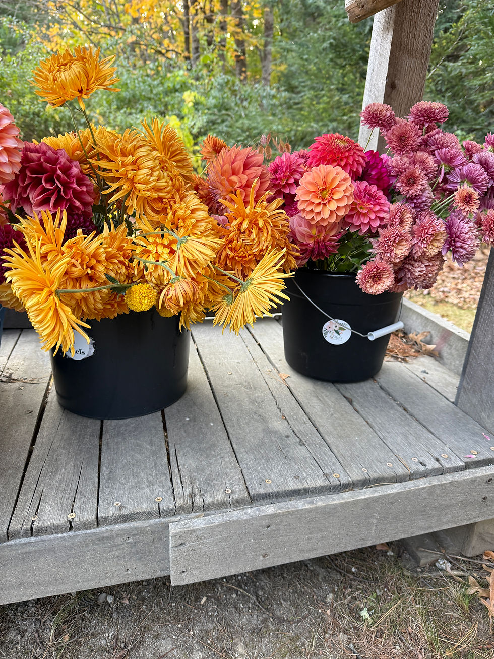 Thumbnail: Bucket of blooms with Big focal blooms