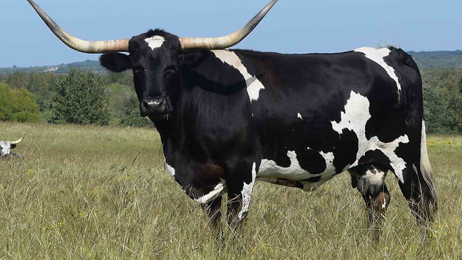 DATE OF BIRTH 03/30/2010