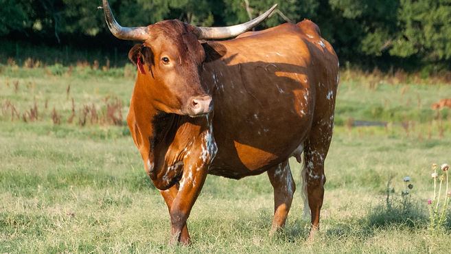 DATE OF BIRTH 05/28/2014