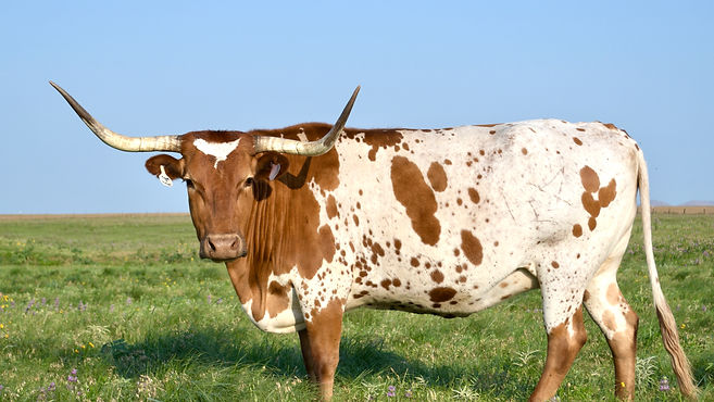 DATE OF BIRTH 04/07/2016