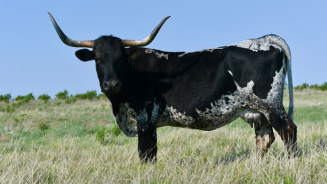 DATE OF BIRTH 03/05/2013