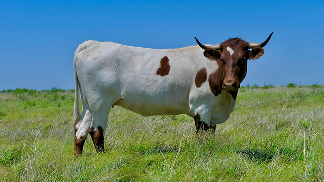 DATE OF BIRTH 01/01/2019