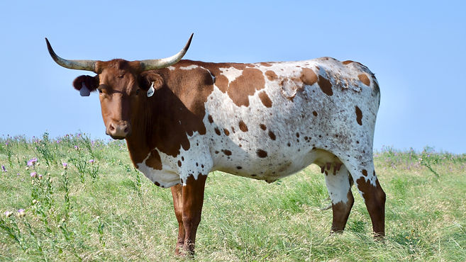 DATE OF BIRTH 03/25/2020