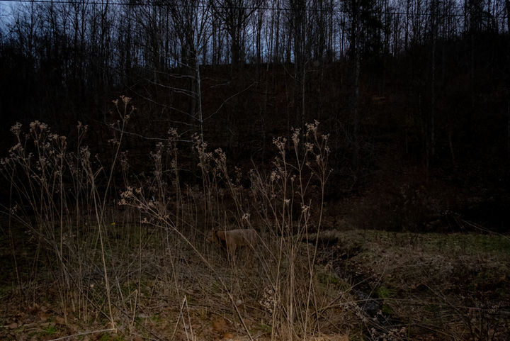 calf - dusk - farm -documentary photography - rural Americana - memory - West Virginia - 2022 - pandemic