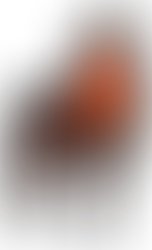 STORY OF THE MESSAGE: CHAPTER 1