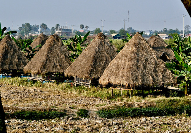 Lotus Farm