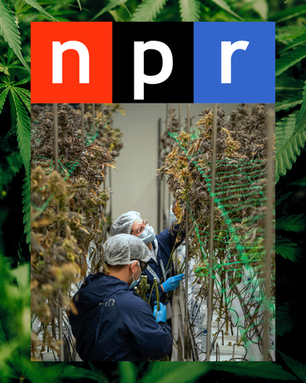 NPR | Marijuana Rescheduling