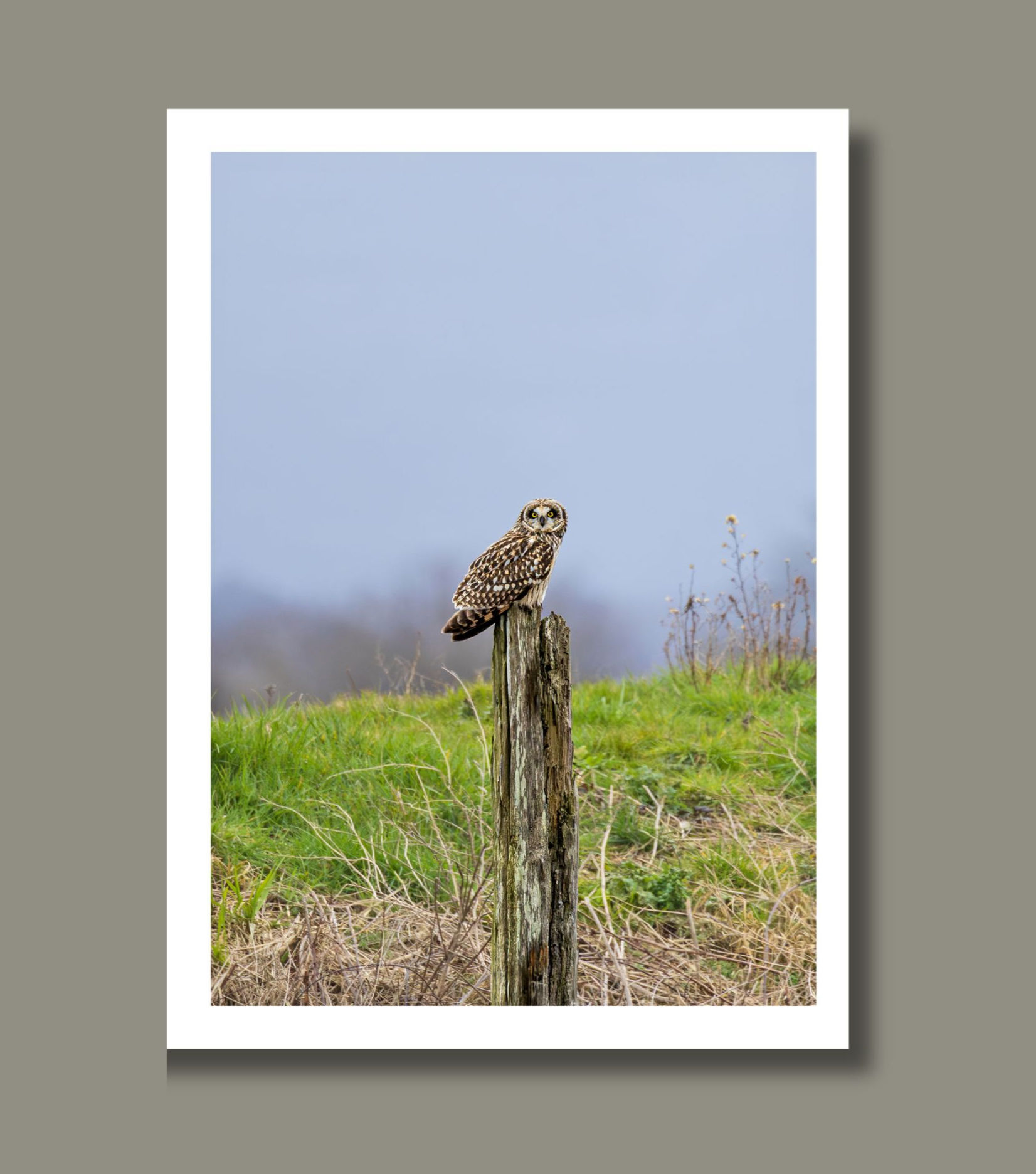 Photograph of a short-eared owl from a distance perched on a weathered old piling.
