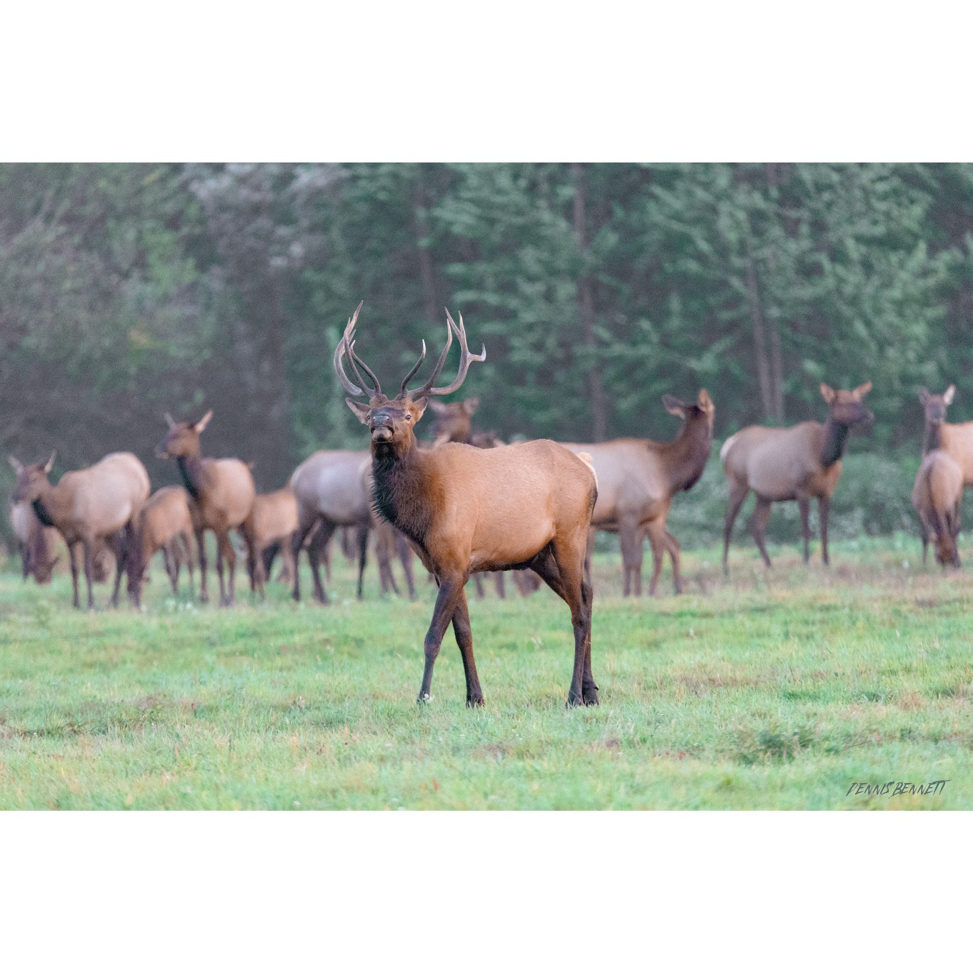 Bull elk stands proudly before a herd of cow elk in a misty meadow, symbolizing strength in this wall art print