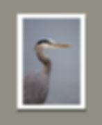 A side view of the upper torso of a Great Blue Heron against a muted gray background.