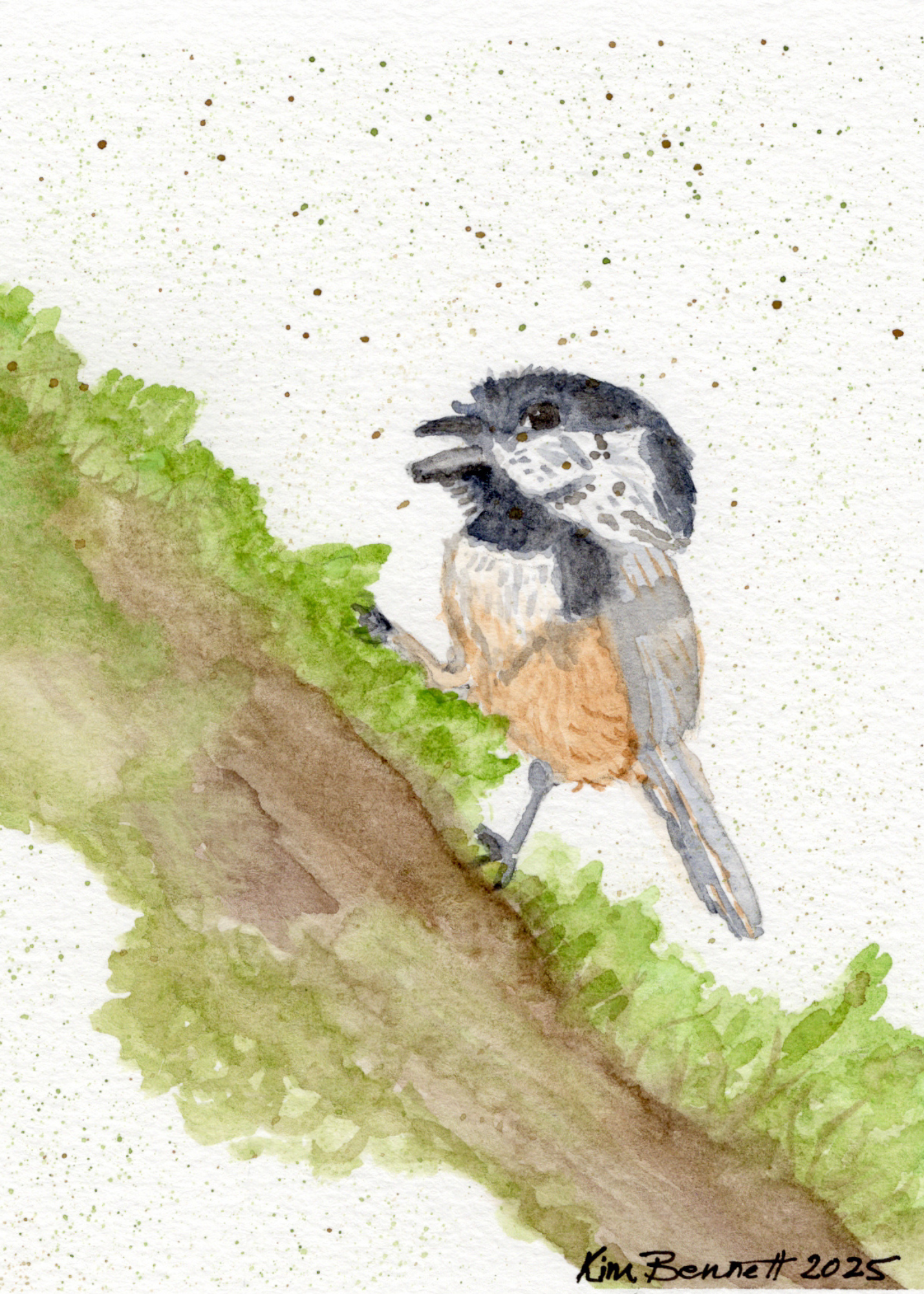 Watercolor Art Print | Black Capped Chickadee