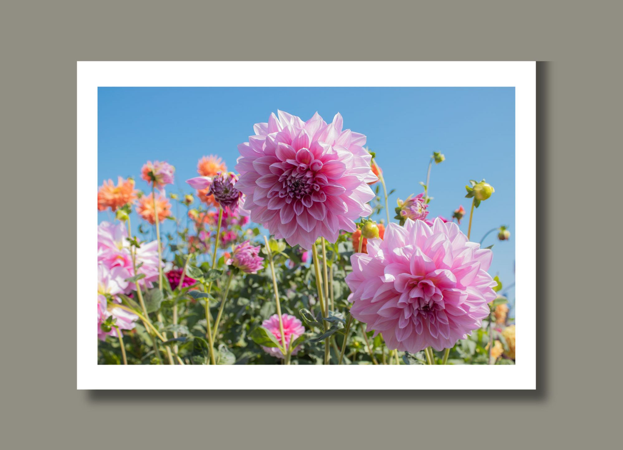 Bright pink dahlias among a citrusy blend in the background against a bright blue sky