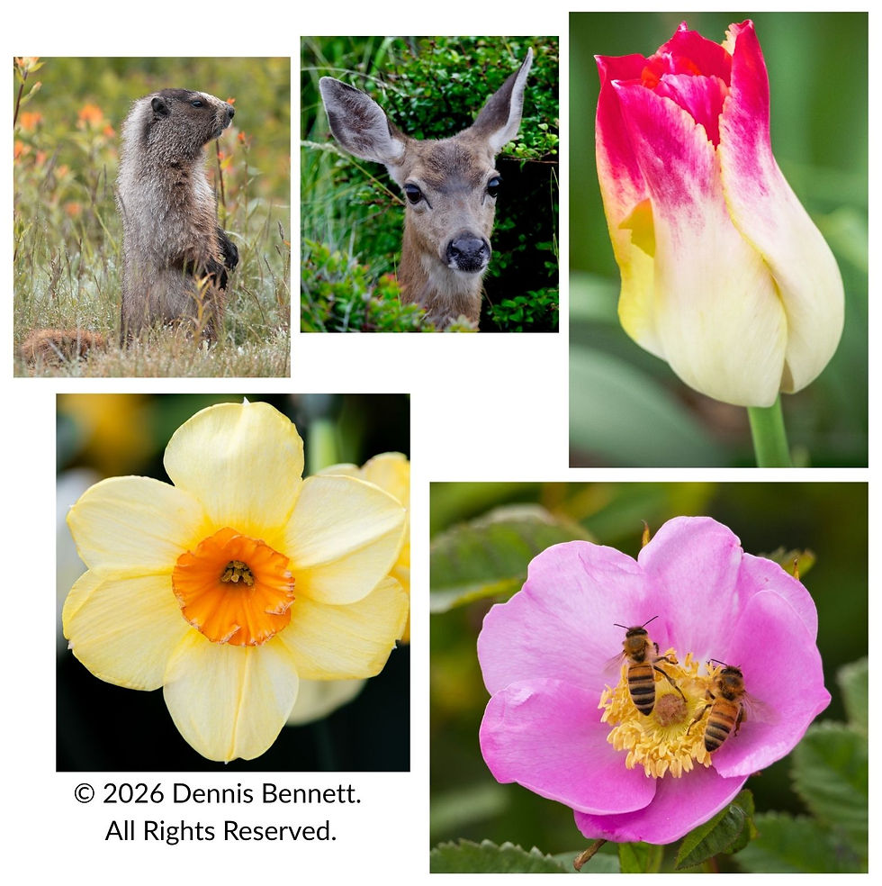 PNW Spring Photography by Dennis Bennett