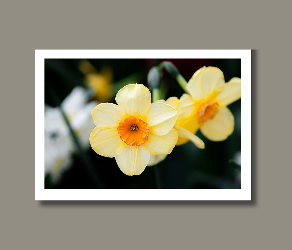 A close up of a daffodil variety known as Jetfire with yellow petals and a orange center trumpet.