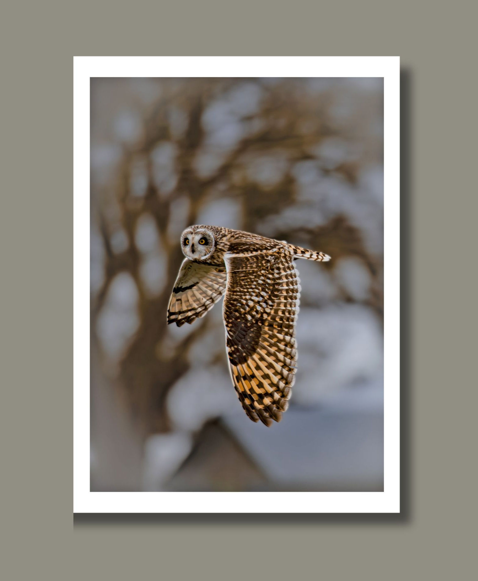A Short-Eared Owl photograph taken mid-flight.