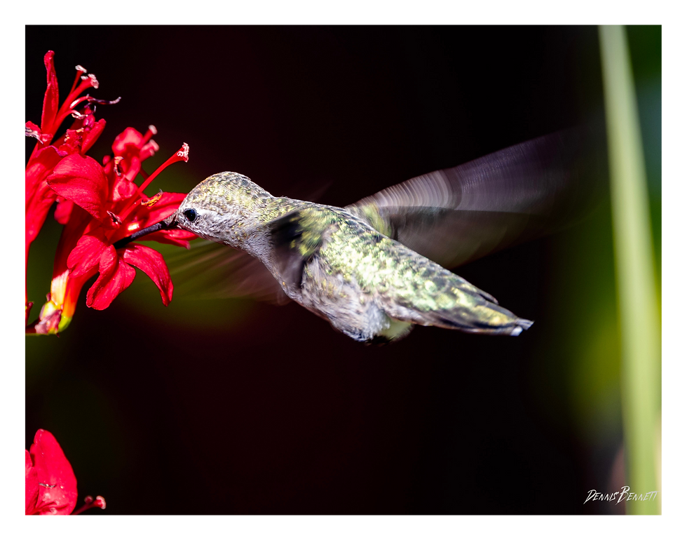 Photography Wall Art Poster | Anna's Hummingbird Garden